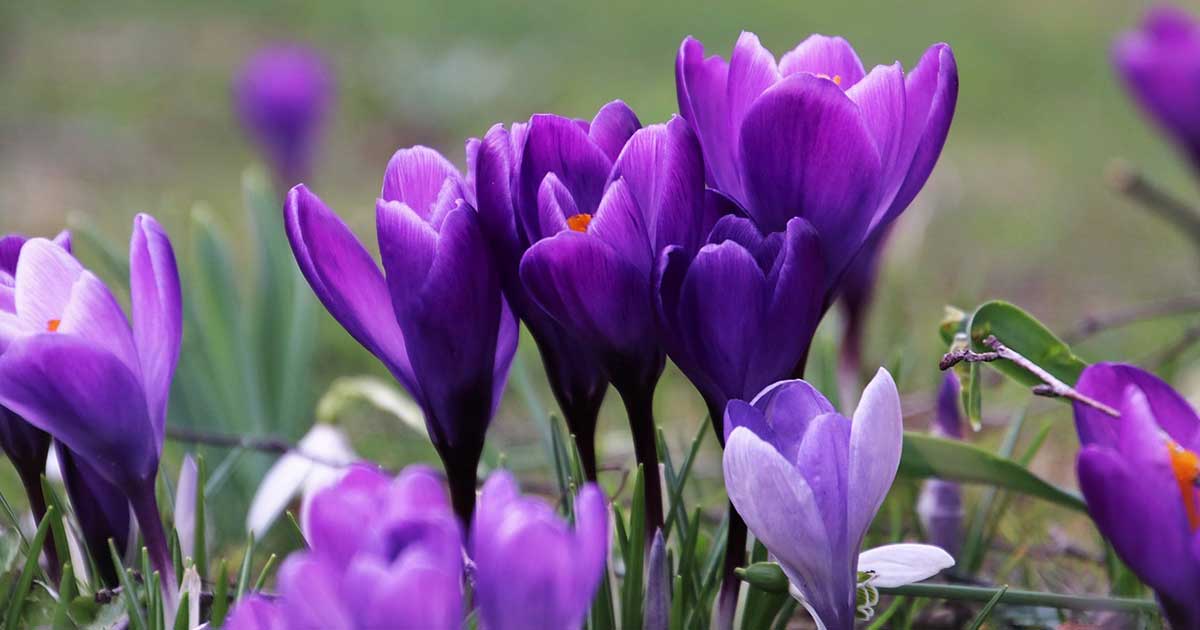 Violette Krokusse auf einer Wiese aus der Nähe fotografiert - Beitragsbild für News im März 2024
