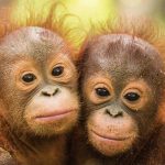 Zwei noch sehr junge Orang Utans die sich im Arm halten