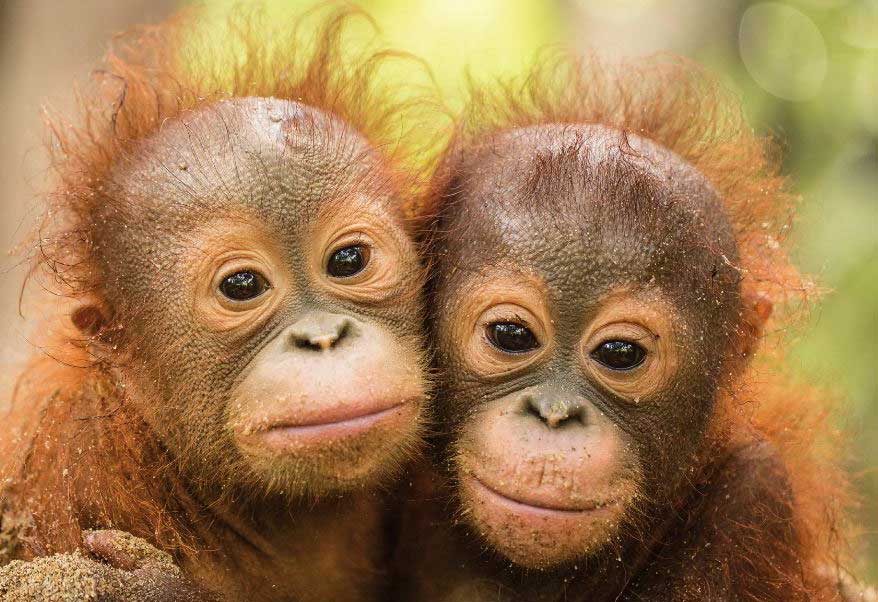 Zwei noch sehr junge Orang Utans die sich im Arm halten