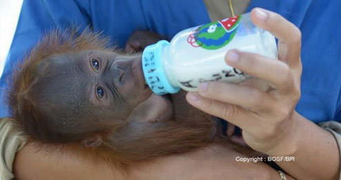 Soziale Projekte: Die P.S.I. Speditions GmbH hat Anfang 2023 die Patentschaft für Bumi, ein Orang Utan Baby, übernommen. Auf dem Bild wird er gerade mit einer Milchflasche gefüttert.