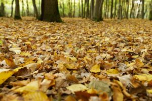 Symbolbild für den Herbst: Waldboden mit herbstlich gefärbten Blättern - Beitragsbild für News im September 2025