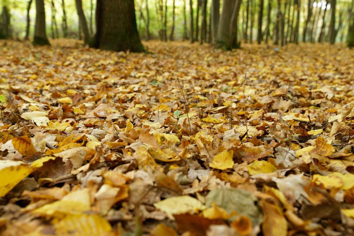 News im September 2025 - P.S.I. Speditions GmbH Symbolbild für den Herbst: Waldboden mit herbstlich gefärbten Blättern - Beitragsbild für News im September 2025