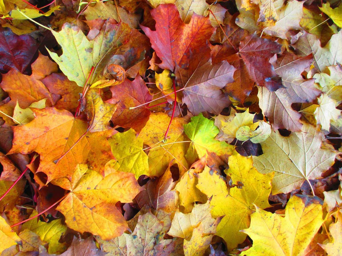 News im Oktober 2025 - P.S.I. Speditions GmbH Symbolbild für den Herbst: Waldboden mit herbstlich gefärbten Blättern - Beitragsbild für News im Oktober 2025